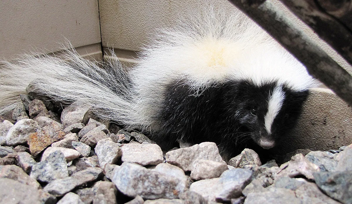 Skunk removed from window well