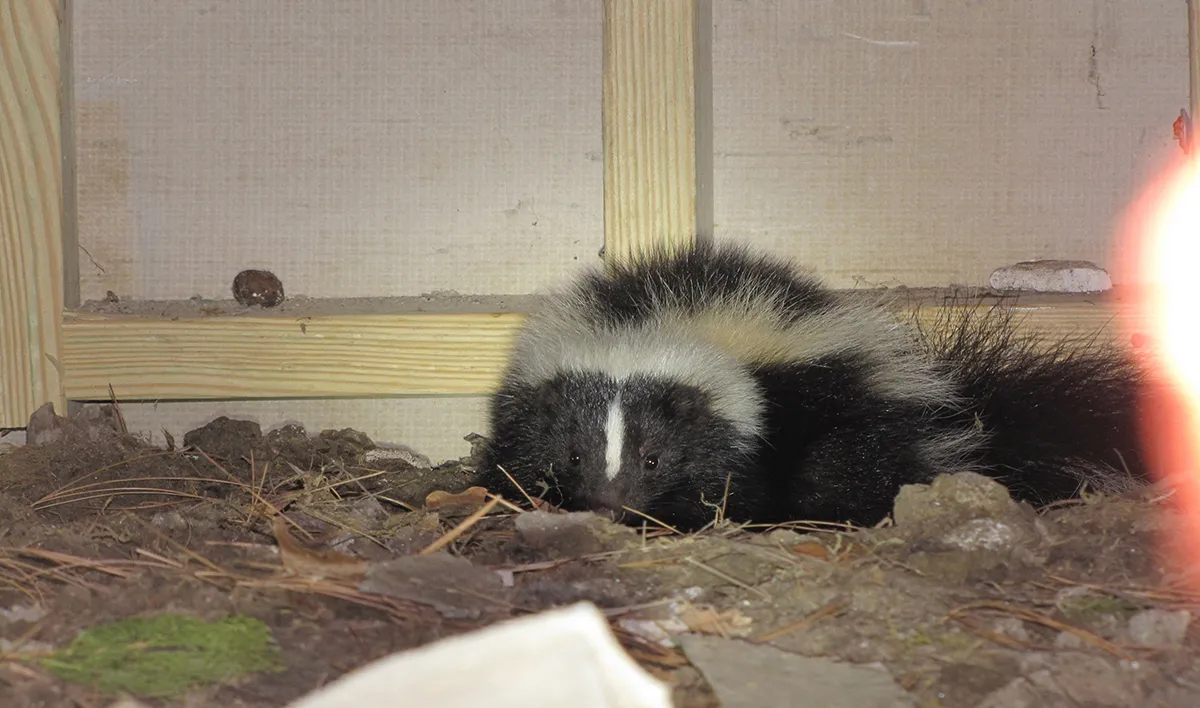 Skunk smell in house treatment
