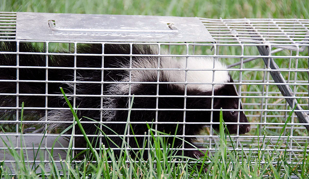 Skunk trapping