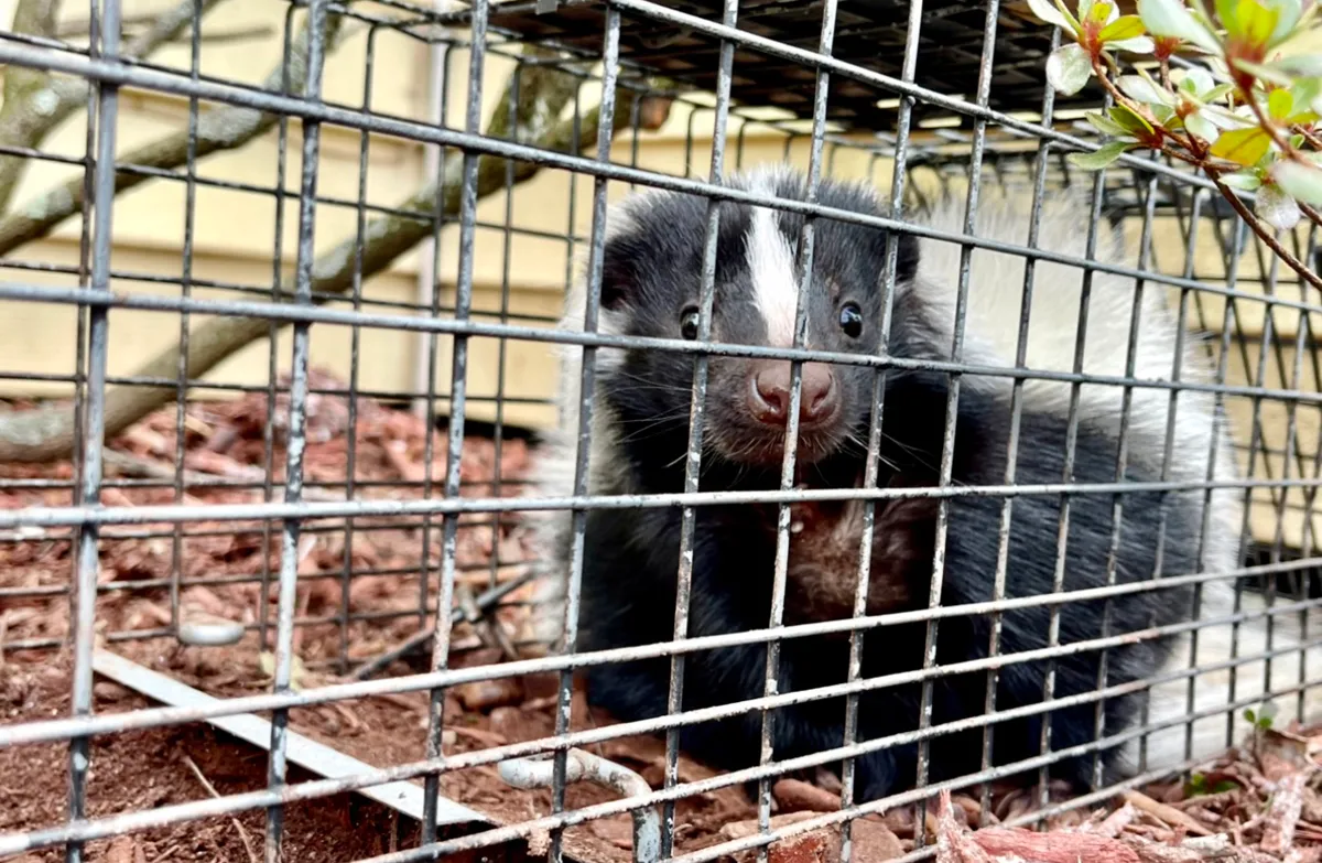 Skunk under deck removal