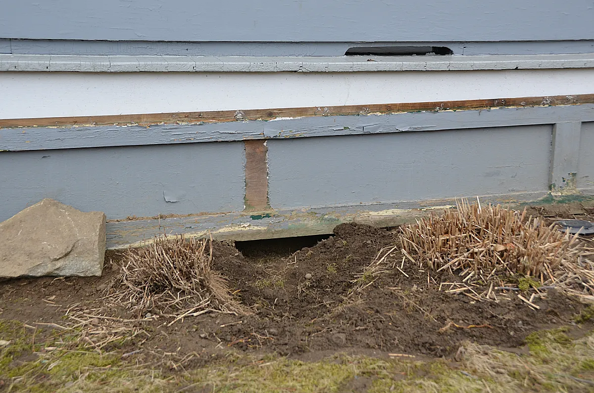 Skunk under shed burrow
