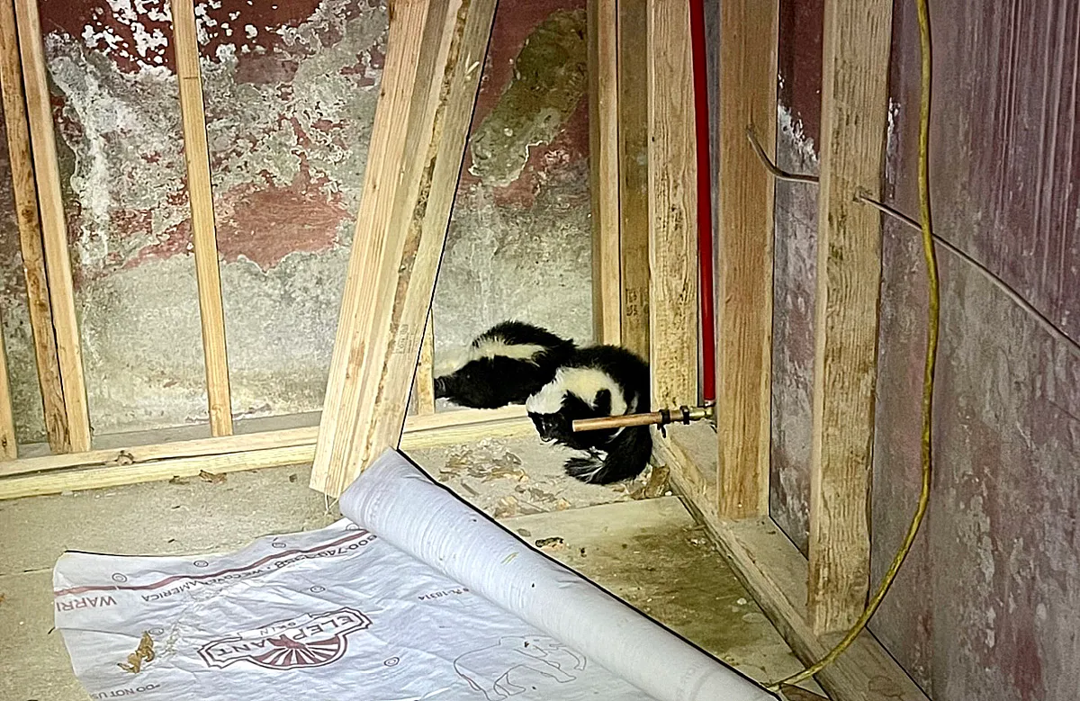 Skunks inside house mating season
