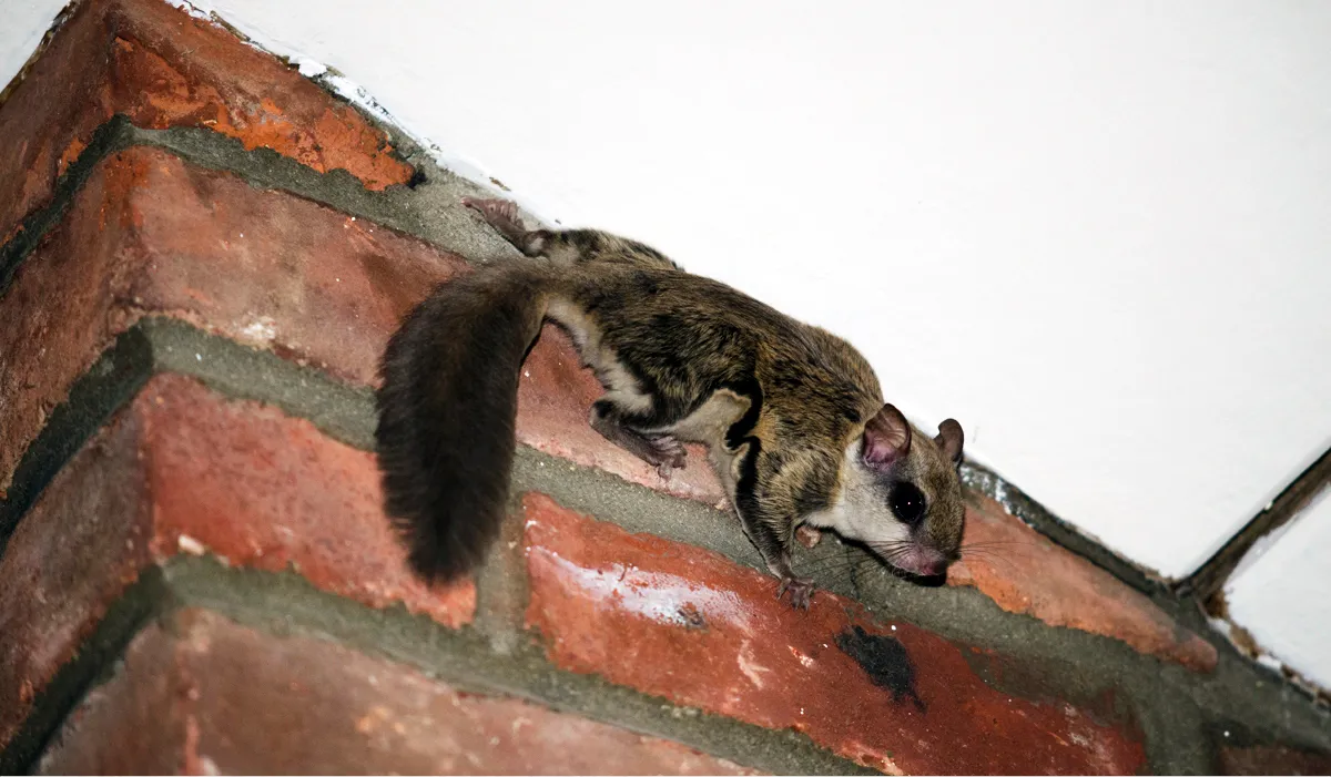 Flying squirrel emergency removal
