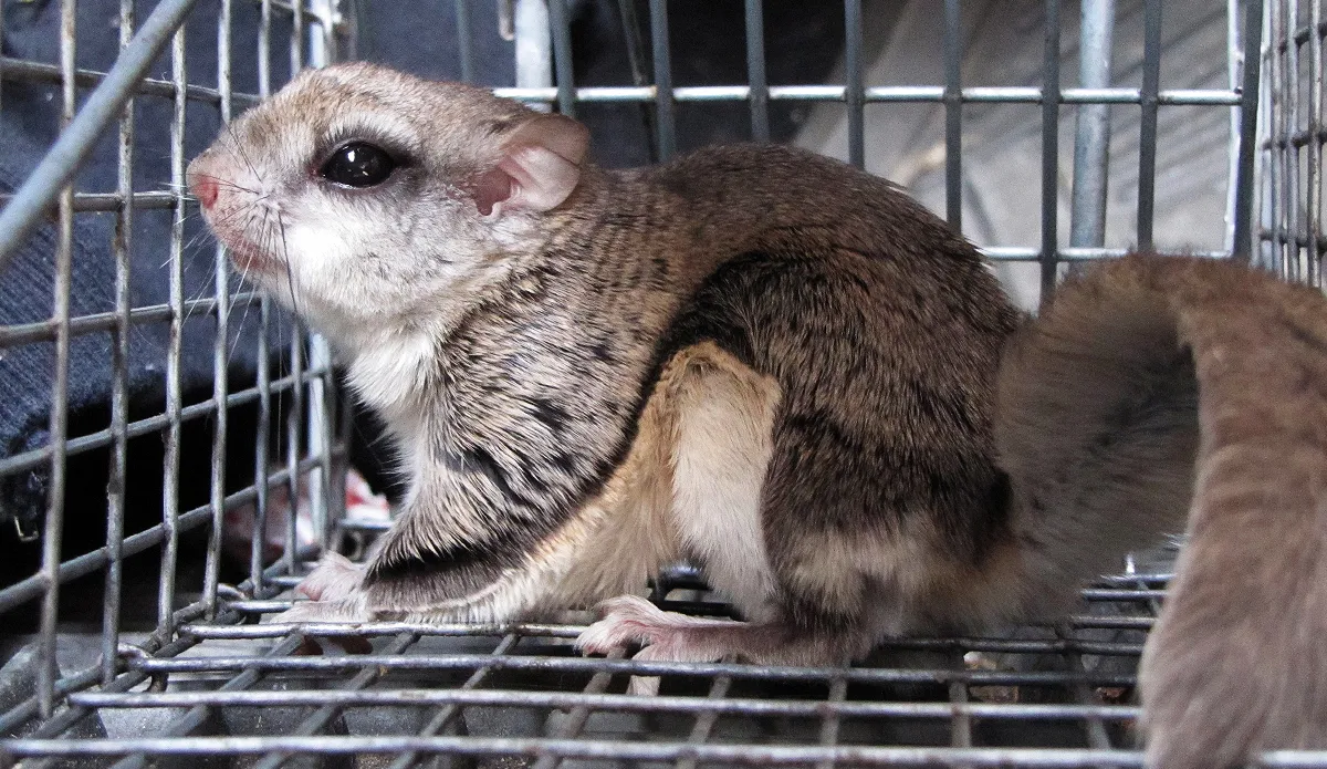 Flying squirrel removal from attic