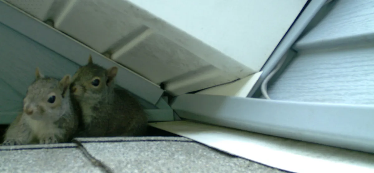 Gray squirrels on roof entry point