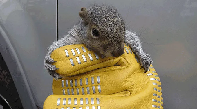 Baby squirrel rescue