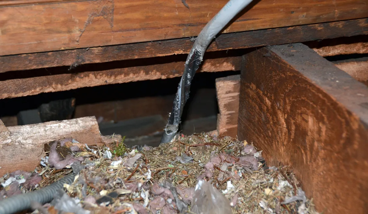 Squirrel damage chewed wiring