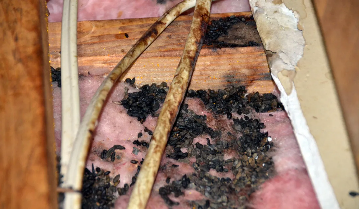 Squirrel droppings in attic