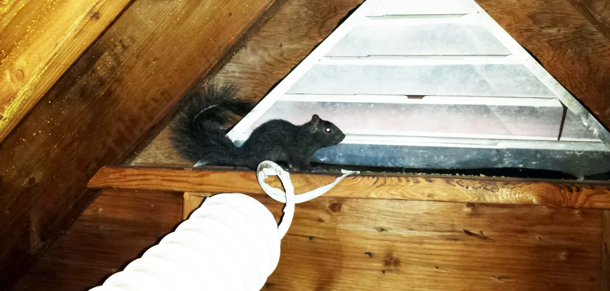 Squirrel in attic
