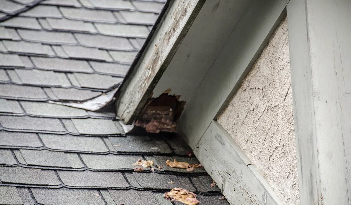 Squirrel chewed soffit entry point