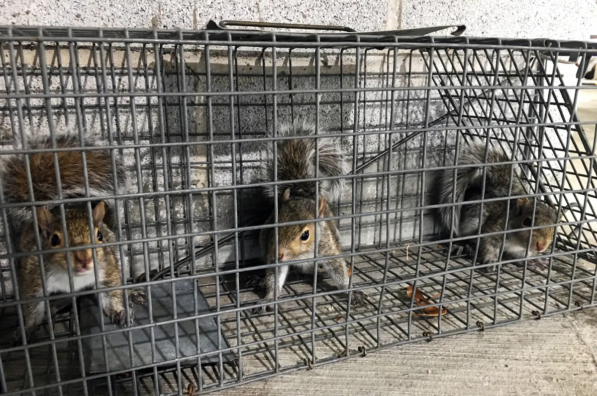 Squirrel caught in wall