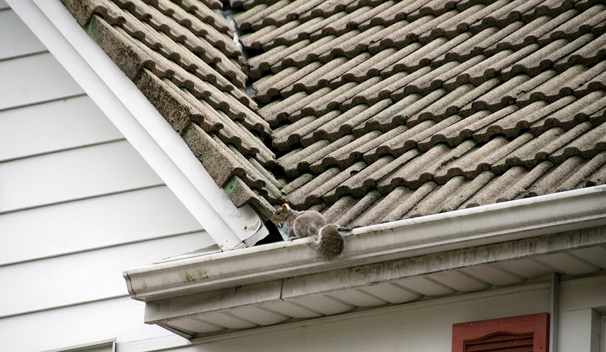 Squirrel on roof