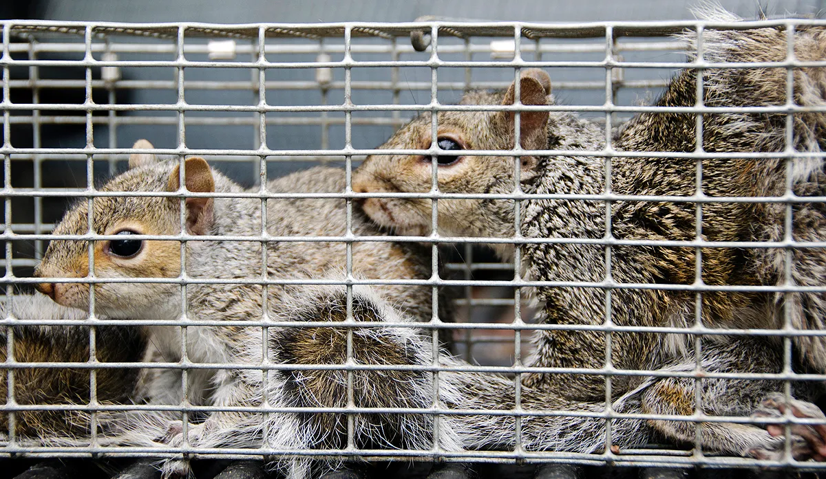Squirrel trap humane relocation
