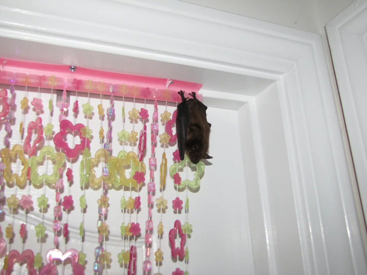 Bat removal and exclusion in Scarsdale, Westchester County