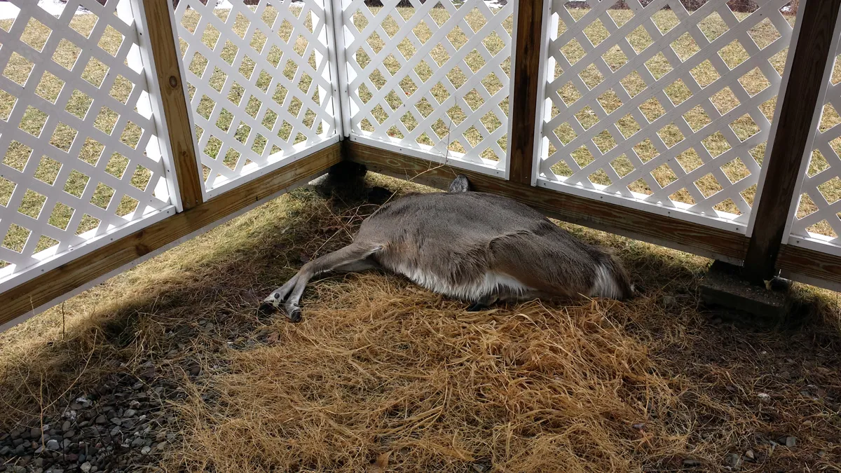 Dead deer removal in Westchester County