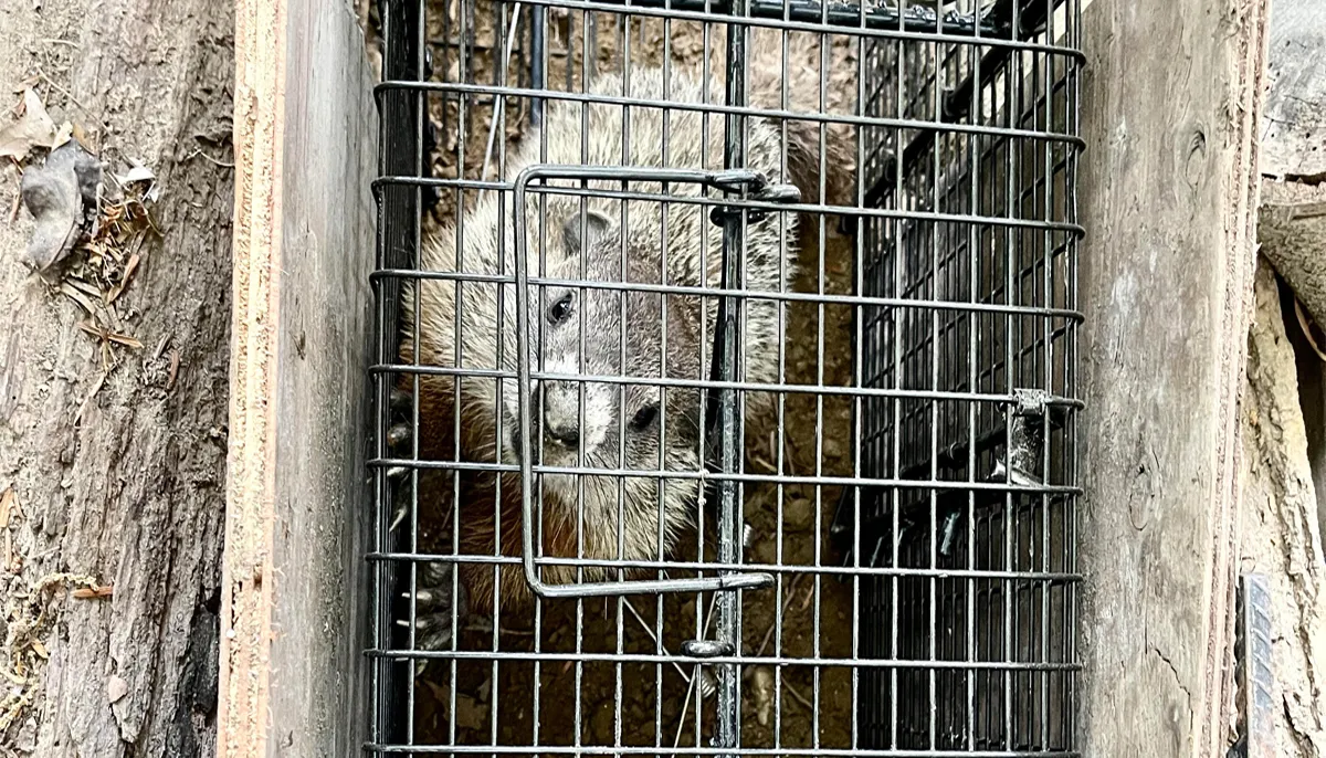 Groundhog caught - burrow sealed in Pound Ridge, Westchester County