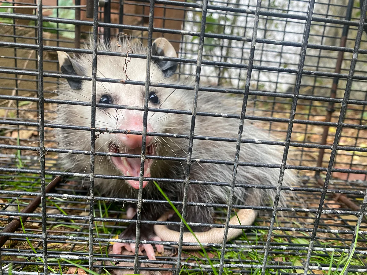 Opossum removed in Tarrytown, Westchester County