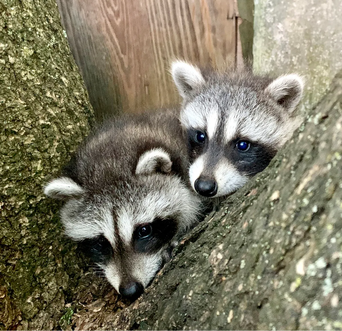 Raccoons caught - entry sealed in Bedford, Westchester County