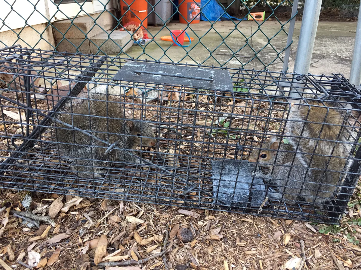 Squirrels caught - damage repaired in Chappaqua, Westchester County