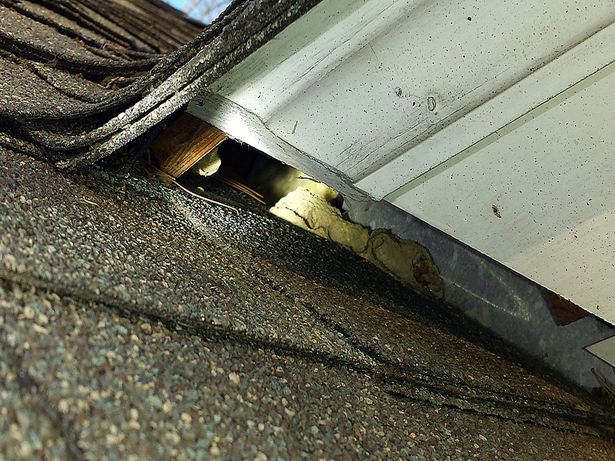 fling squirrel entry in roofline of home