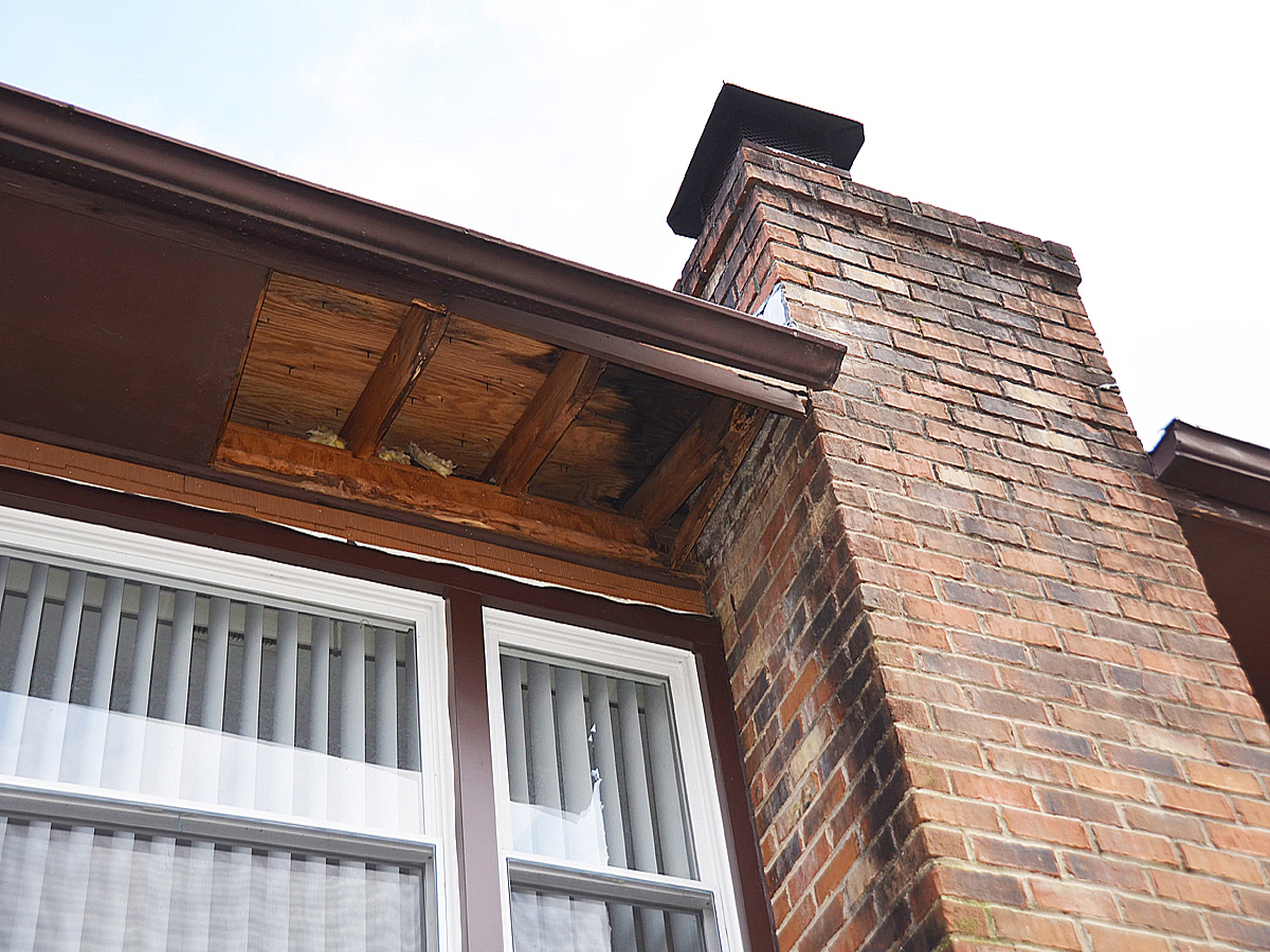raccoon damage to house soffit