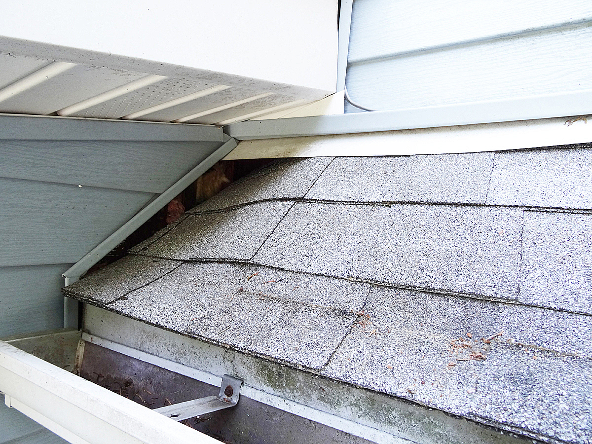 raccoon damage to roof shingles