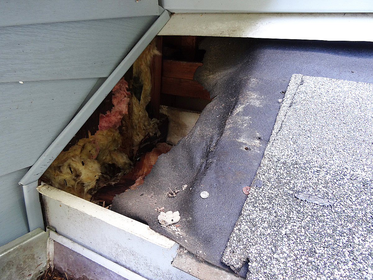 raccoon damage to roof repair