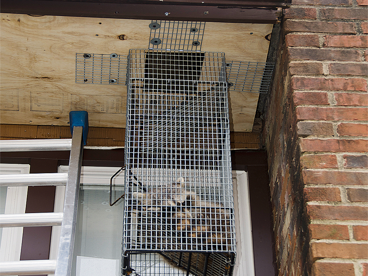 raccoon trapped, raccoon trapper, humane trapping