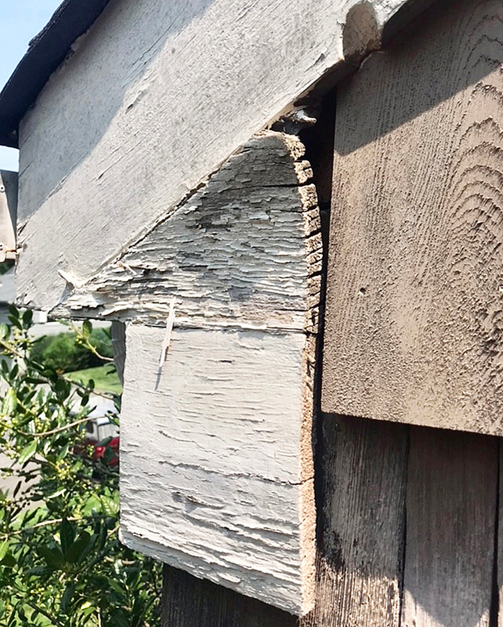 animal entry from rotted wood
