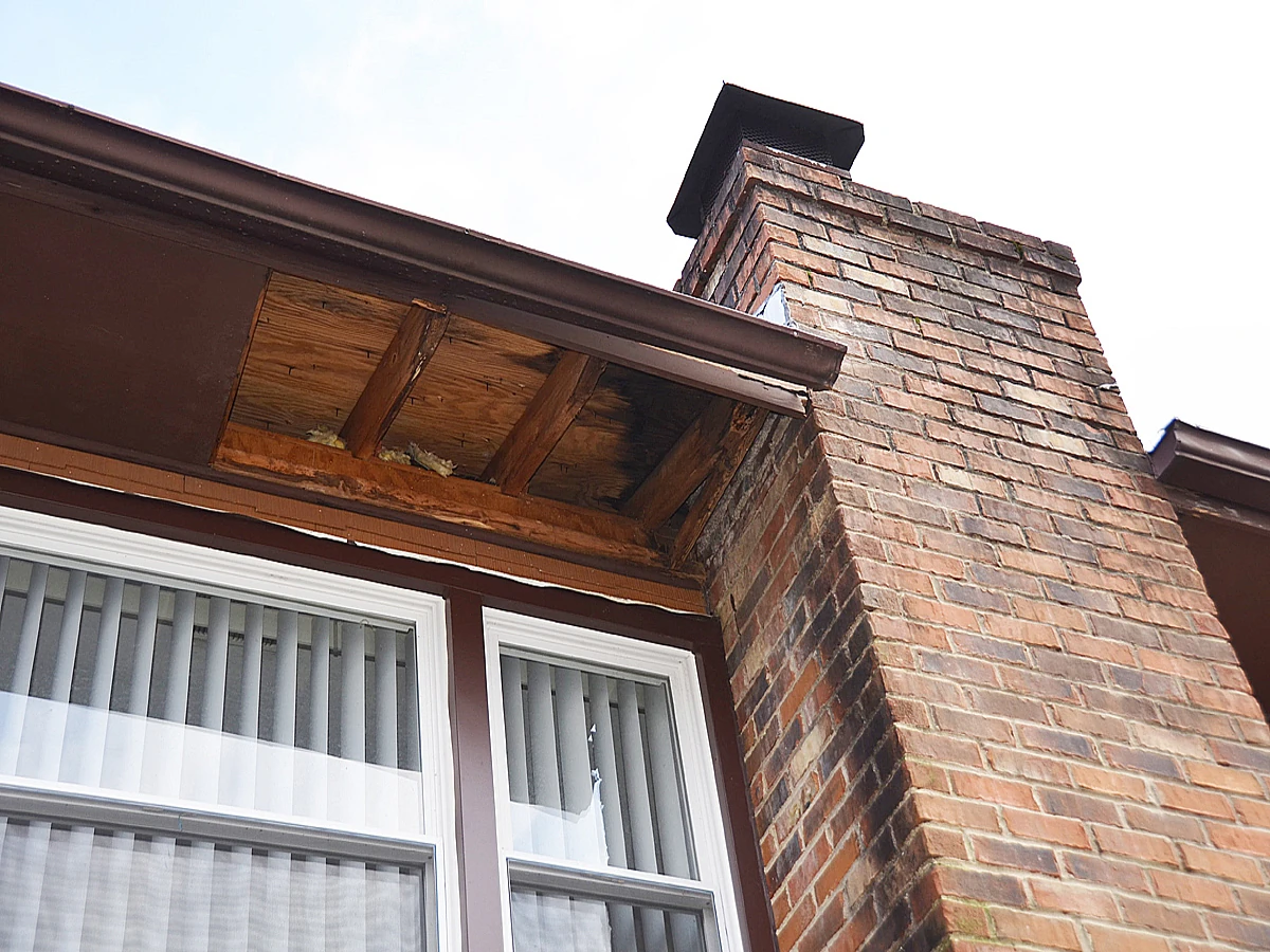 Raccoon damage to home