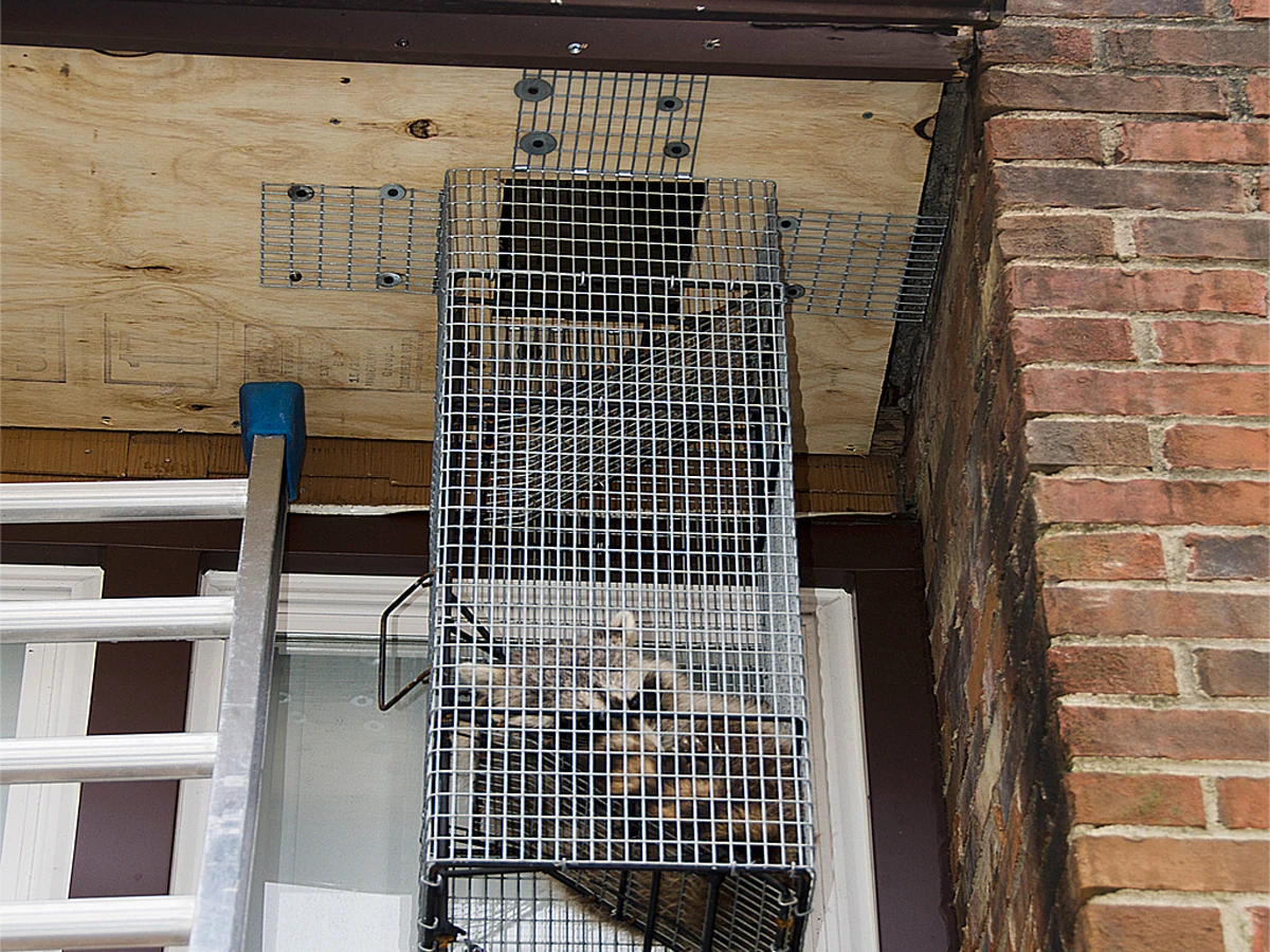 Raccoon trapped
