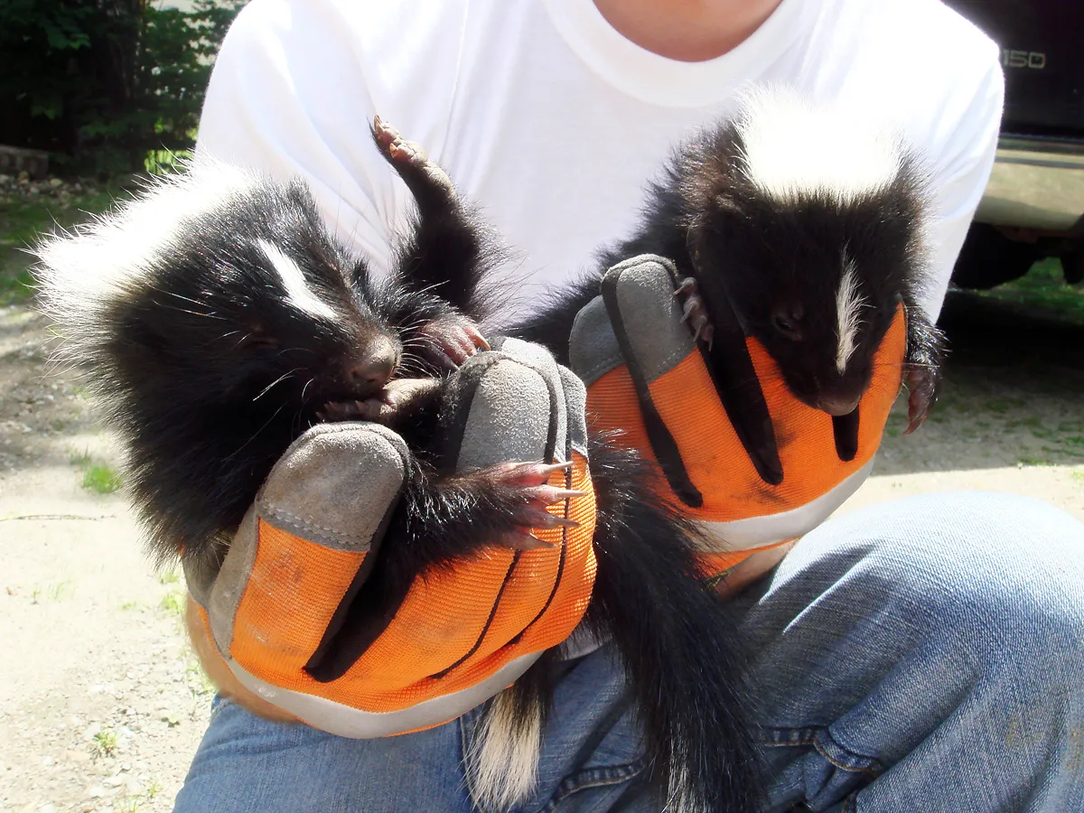 Baby skunks rescued