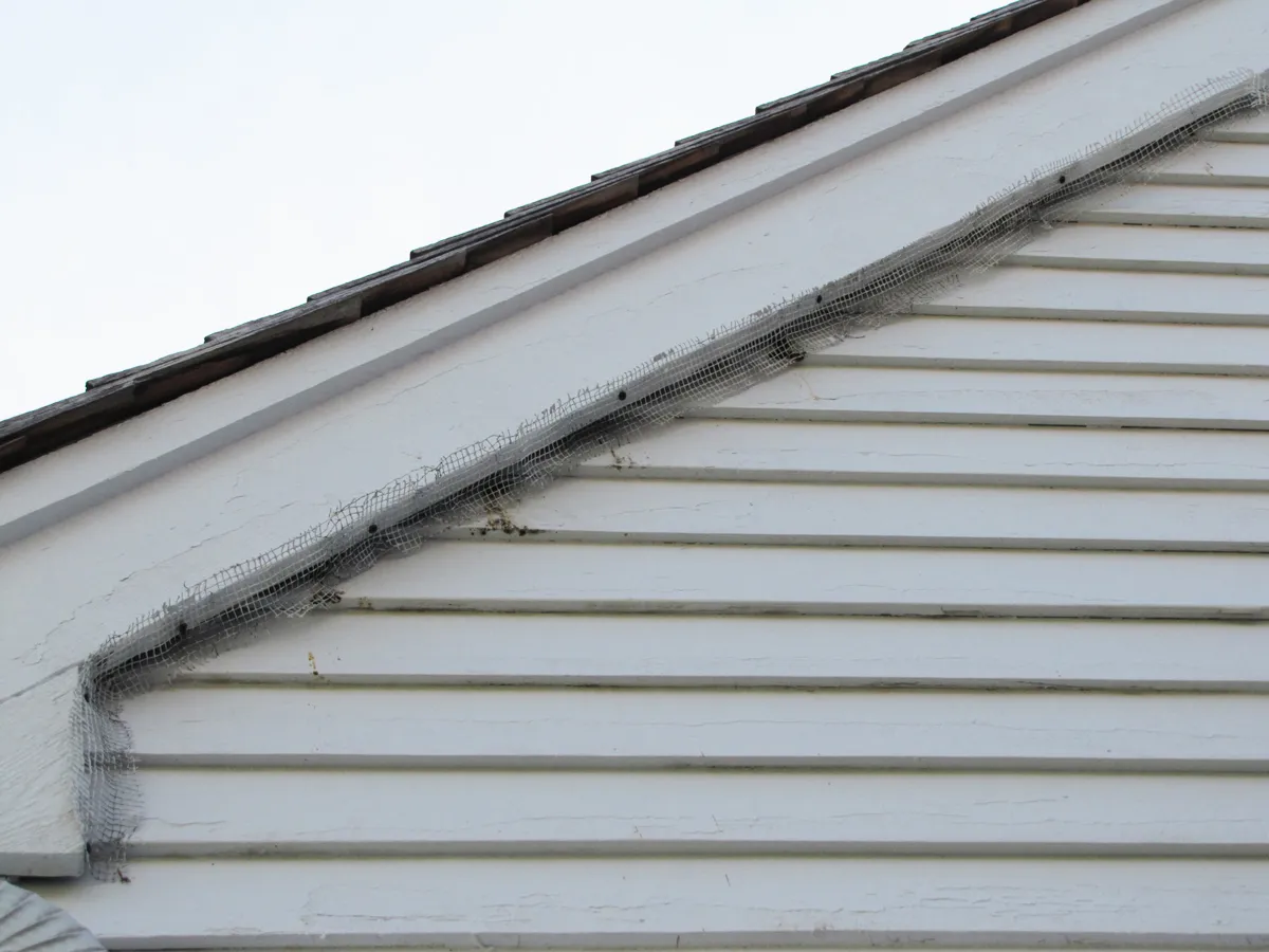 Bat exclusion Rye NY before