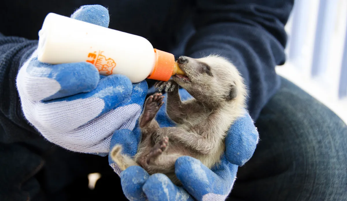 Kris bottle feeding baby raccoon